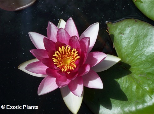 Nymphaea odorata american white waterlily seeds