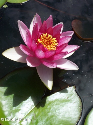 Nymphaea odorata american white waterlily seeds