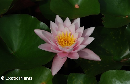 Nymphaea odorata american white waterlily seeds