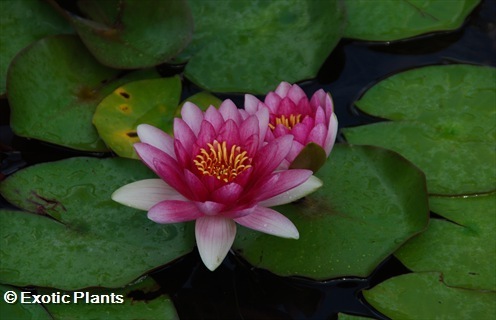 Nymphaea odorata american white waterlily seeds