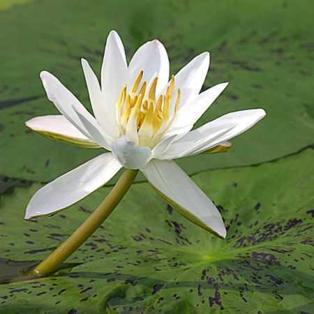 Nymphaea pubescens hairy water lily seeds