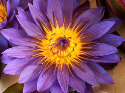 Nymphaea stellata blue water lily seeds