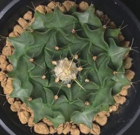 Obregonia denegrii syn: Ariocarpus denegrii - Artichoke cactus seeds
