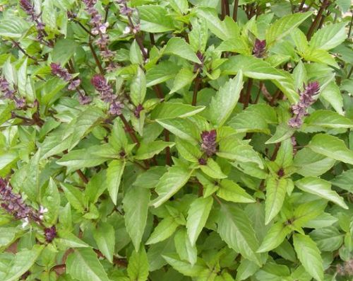 Ocimum basilicum var. cinnamon Basil sweet - Cinnamon seeds