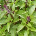 Ocimum basilicum var. cinnamon