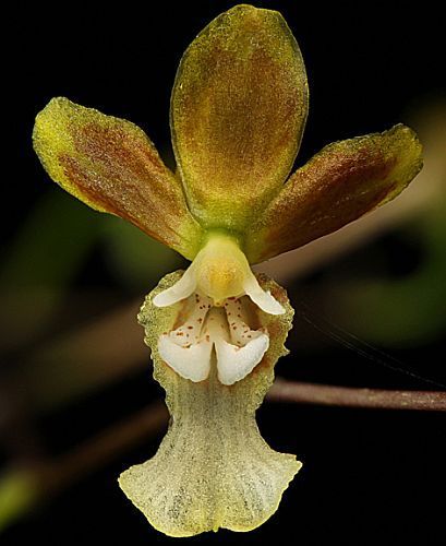 Oncidium ediwallii orchids seeds