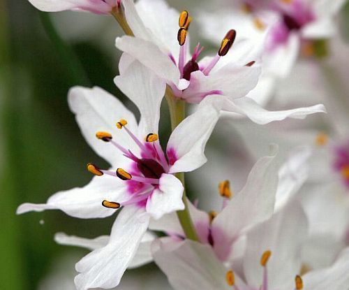 Onixotis stricta greater waterphlox seeds