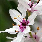 Onixotis stricta sinonimo: Anthericum bulbine semi