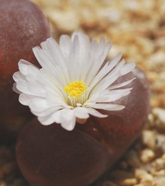 Ophthalmophyllum friedrichiae syn: Conophytum friedrichiae - Mesembryanthemum friedrichiae seeds