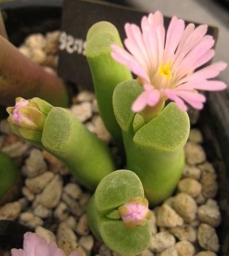 Ophthalmophyllum haramoepense syn: Conophytum haramoepense seeds