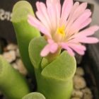 Ophthalmophyllum haramoepense syn: Conophytum haramoepense graines