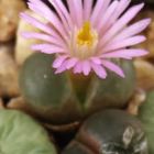 Ophthalmophyllum verrucosum Maansepan syn: Conophytum verrucosum Maansepan  Samen