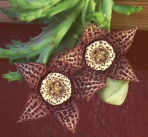 Orbea variegata toad cactus - starfish plant seeds