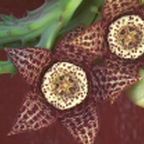 Orbea variegata toad cactus - starfish plant seeds