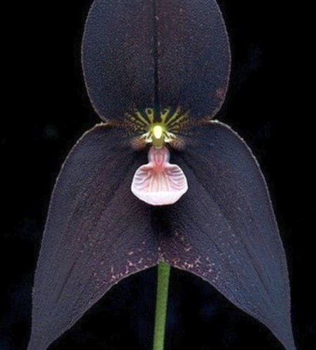 Orchid Monkey Face Black Orchid Monkey Face Black seeds