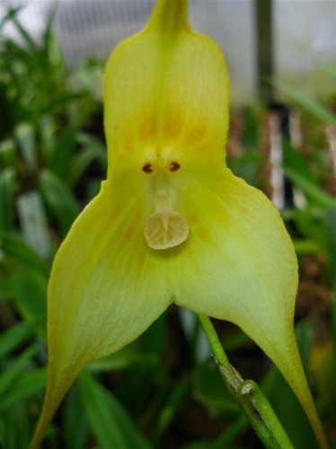 Orchid Monkey Face Green Orchid Monkey Face Green seeds