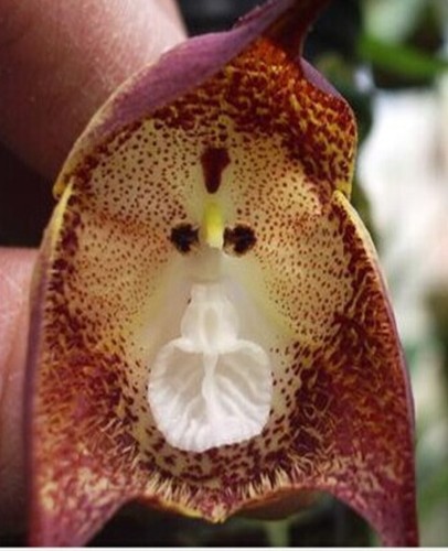 Orchid Monkey Face Purple Dots Orchid Monkey Face Purple Dots seeds