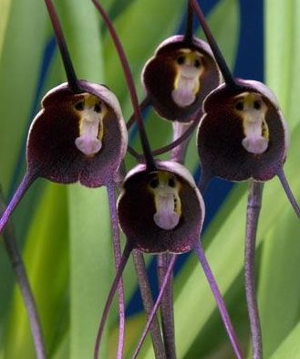 Orchid Monkey Face dark grey monkey face orchid dark grey seeds