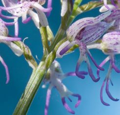 Orchid Monkey Face sky blue monkey face orchid sky blue seeds