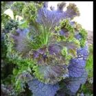 Organic Purple Wave Mustard Moutarde Organic Purple Wave graines