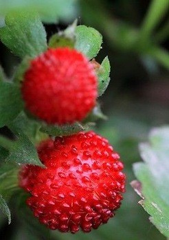 Oriental strawberry Oriental strawberry seeds