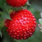 Oriental strawberry Oriental strawberry seeds