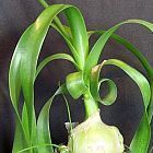 Ornithogalum caudatum dwarf Falsche Meerzwiebel Samen