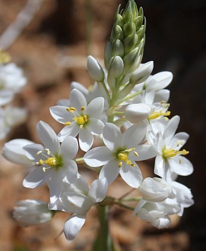 Ornithogalum conicum Chincherinchee seeds