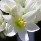 Ornithogalum conicum Chincherinchee semi