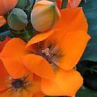 Ornithogalum dubium sun star seeds