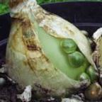 Ornithogalum longibracteatum cebolla embarazada semillas