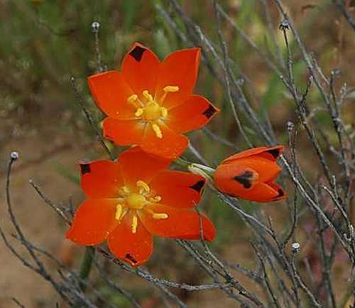 Ornithogalum maculatum syn: Ornithogalum splendens, Ornithogalum thunbergianum seeds