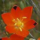 Ornithogalum maculatum syn: Ornithogalum splendens, Ornithogalum thunbergianum seeds