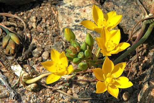 Ornithogalum multifolium Ornithogalum seeds