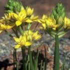 Ornithogalum multifolium  cемян