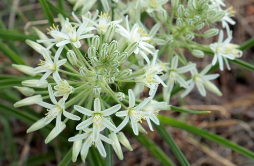 Ornithogalum pulchrum giant chincherinchee – syn: Albuca pulchra seeds