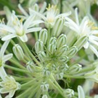 Ornithogalum pulchrum chincherinchee g?ant - syn: Albuca pulchra graines