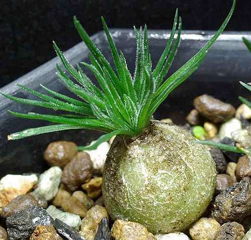 Ornithogalum sardienii caudiciform seeds