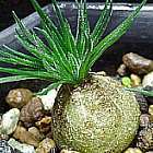 Ornithogalum sardienii plante caudex graines
