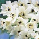 Ornithogalum saundersiae Etoile de Bethl?em graines