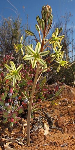 Ornithogalum secundum African star flower - African star of Bethlehem seeds