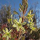 Ornithogalum secundum  cемян