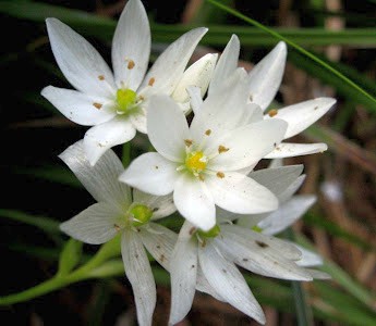 Ornithogalum strictum Chinkerinchee seeds