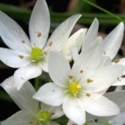 Ornithogalum strictum  semillas