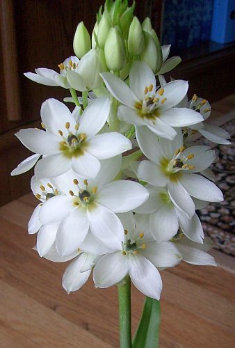 Ornithogalum thyrsoides Chincherinchee seeds