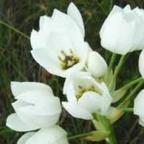 Ornithogalum thyrsoides ﻿Орнитогалум, Птицемлечник  cемян