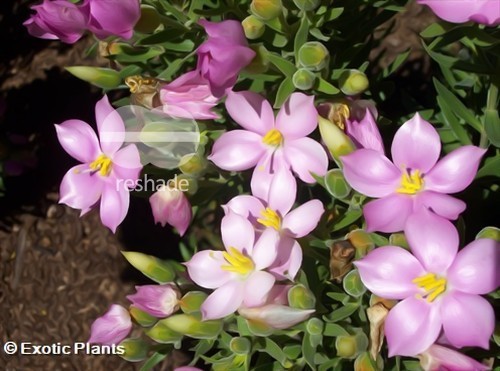 Orphium frutescens sea rose seeds