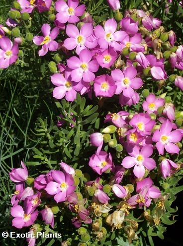 Orphium frutescens sea rose seeds