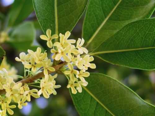 Osmanthus fragrans fragrant olive seeds