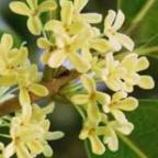 Osmanthus fragrans olivo arom?tico semillas